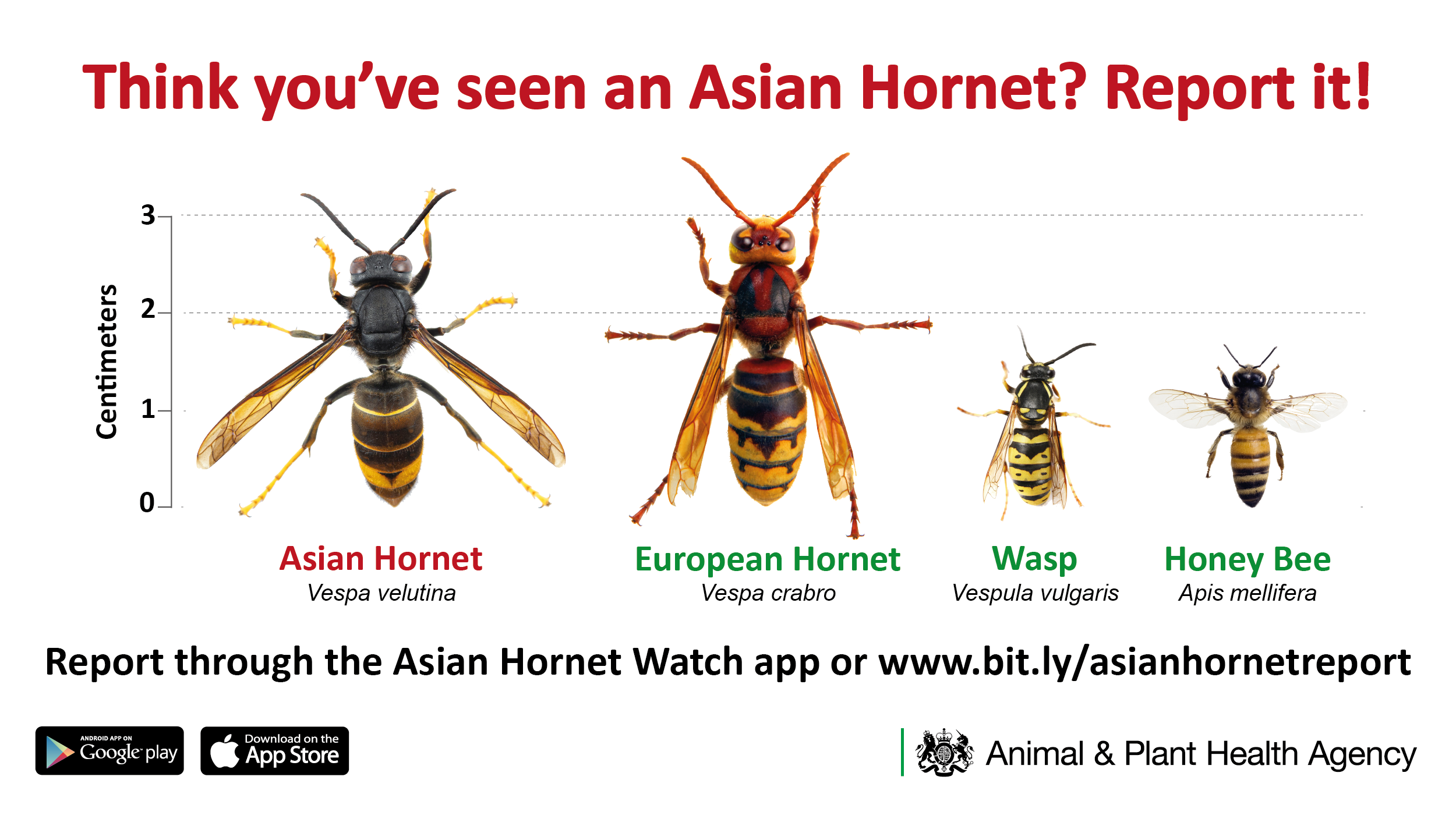 Image of asian hornet, European hornet, wasp and honey bee.