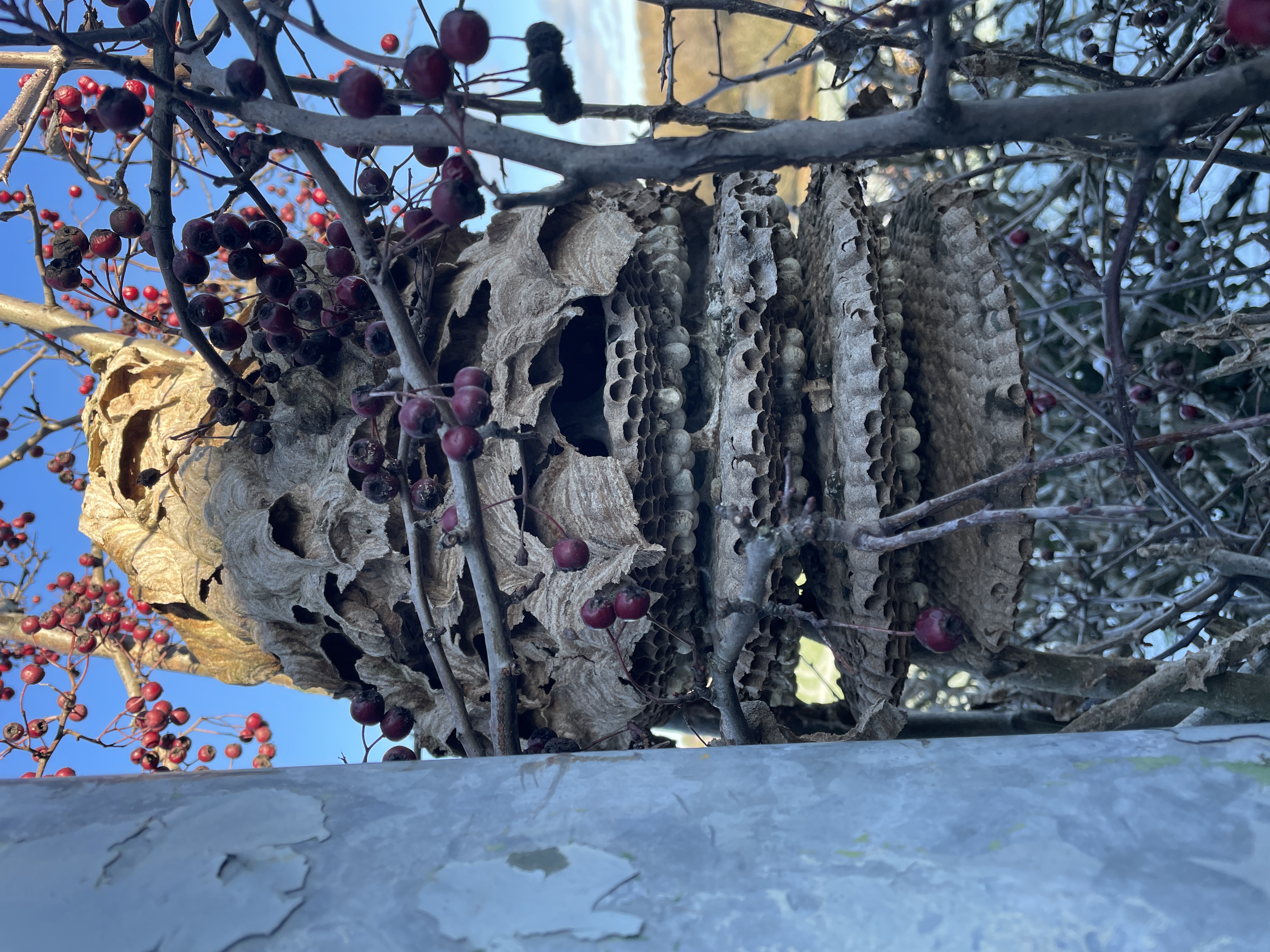 Yellow-legged hornet Nest