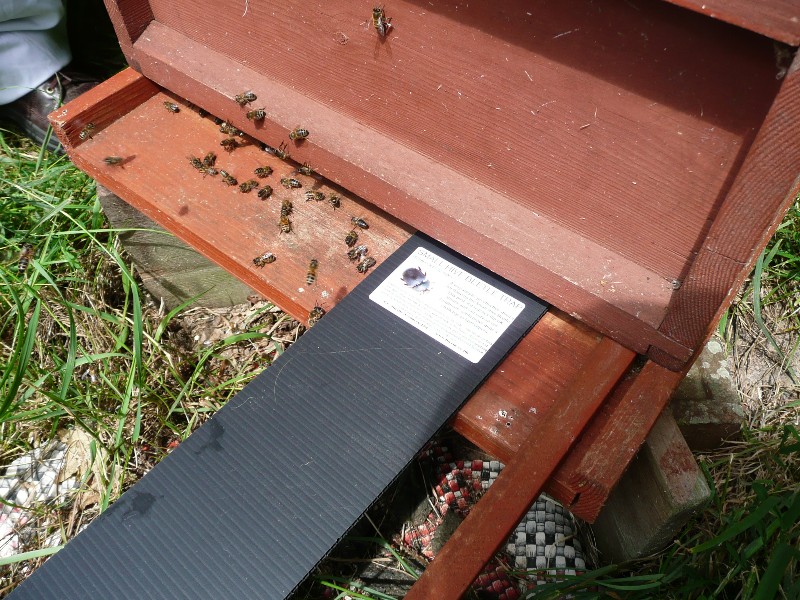 Inserting a small hive beetle trap