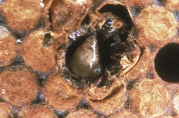 Sac Brood Infected Larva