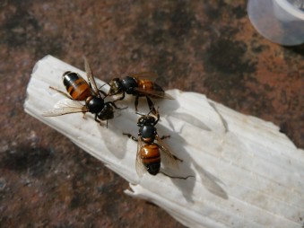Three honey bees suffering from chronic bee paralysis virus. They look shiny and hairless.