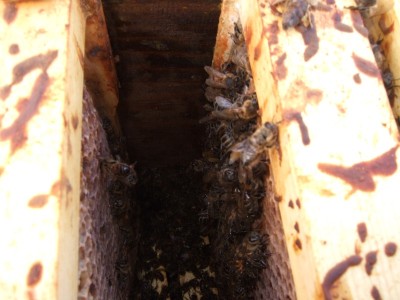 Frames in a hive are covered in brown coloured honey bee dysentery.