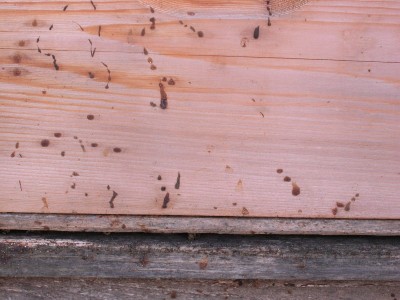 The side of a wooden hive is covered in brown coloured dysentery.