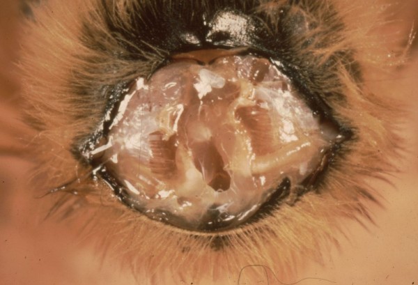 Healthy tracheal system in a honey bee