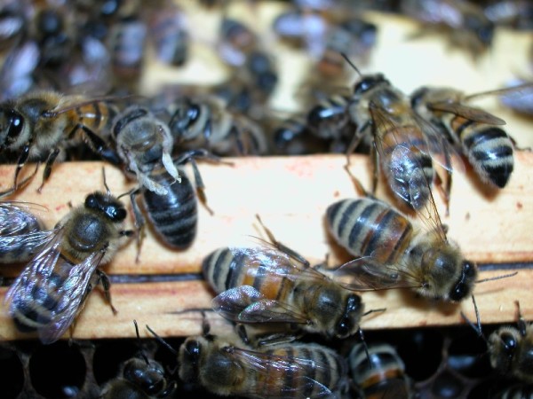 Honey bee displaying signs of Deformed Wing Virus