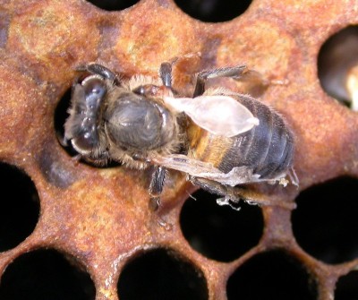 A worker bee is sitting on the surface of a brood comb. Her wings are badly deformed, one wing is entirely shrivelled up.