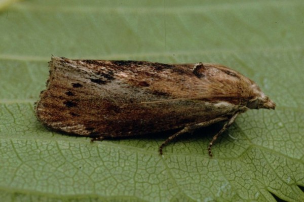 Galleria mellonella, greater wax moth
