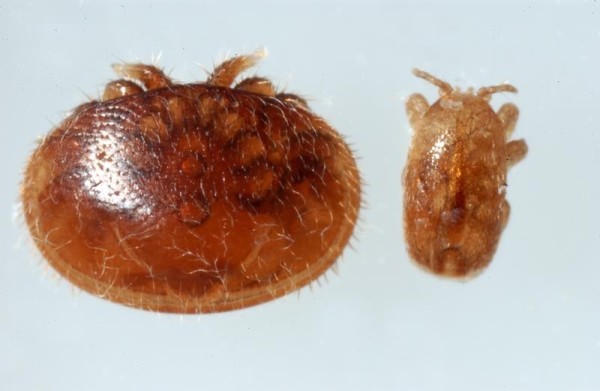 Tropilaelaps (right) and Varroa (left)