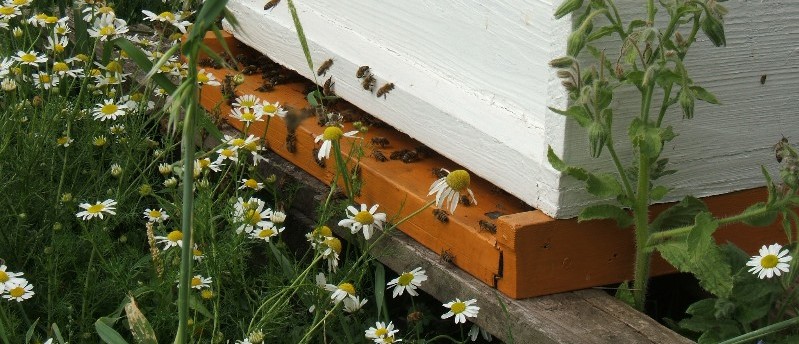 Bees at the hive entrance with oxeye daisies growing in front of the hive.