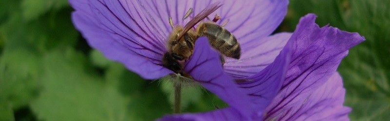 Honey bee on a geranium flower