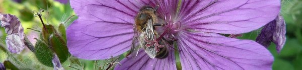 A honey bee is foraging on a purple geranium flower