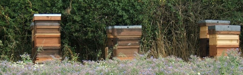 Hives on Pollination on Borage