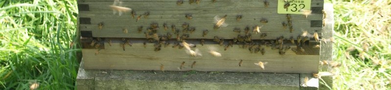 Bees at the front of the hive.