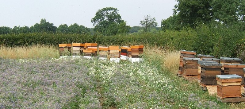 Hives on Pollination on Borage