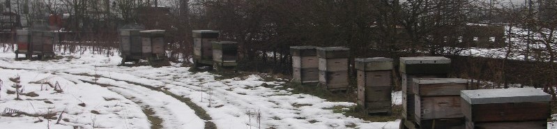 An apiary in winter