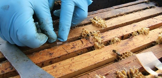 Apistan treatment being added to hive