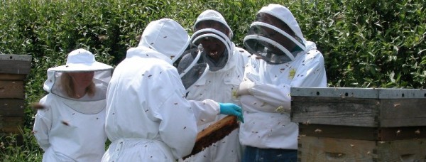 Training beekeepers how to check bees for disease