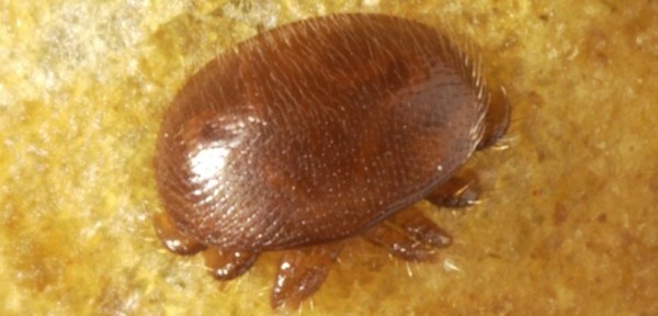 Varroa close up