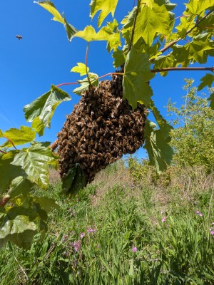 A swarm of honey bees 