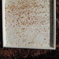 Floor with high Varroa mite drop 