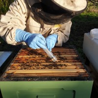 Oxalic acid solution trickled over seams of bees