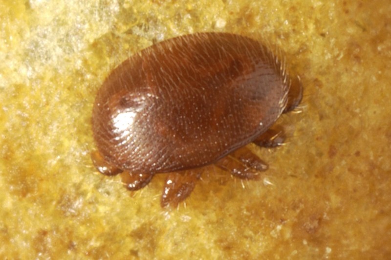 Close up of a female varroa mite