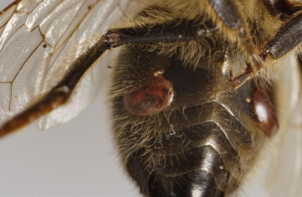 Varroa mite feeding between segments of the honey bee abdomen