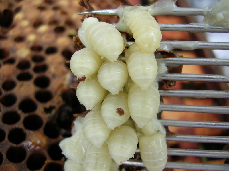 Some uncapped drone brood reveal a number of small brown Varroa mites.