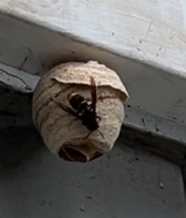 Asian hornet primary nest with Queen