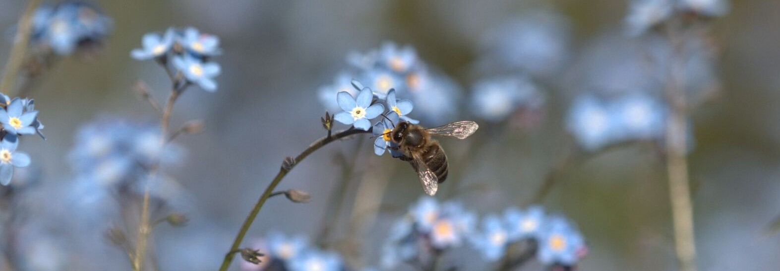 A honeybee foraging on flowers