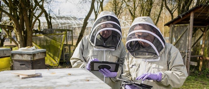Two bee inspectors entering data into an iPad