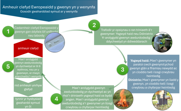 Amlinelliad syml o’r broses statudol a ddilynir pan fydd nythfeydd yn profi’n bositif ar gyfer clefyd Ewropeaidd y gwenyn. Nodir y camau sydd i’w cymryd gan wenynwyr yn y blwch glas golau.