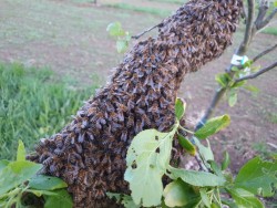 A swarm of honey bees