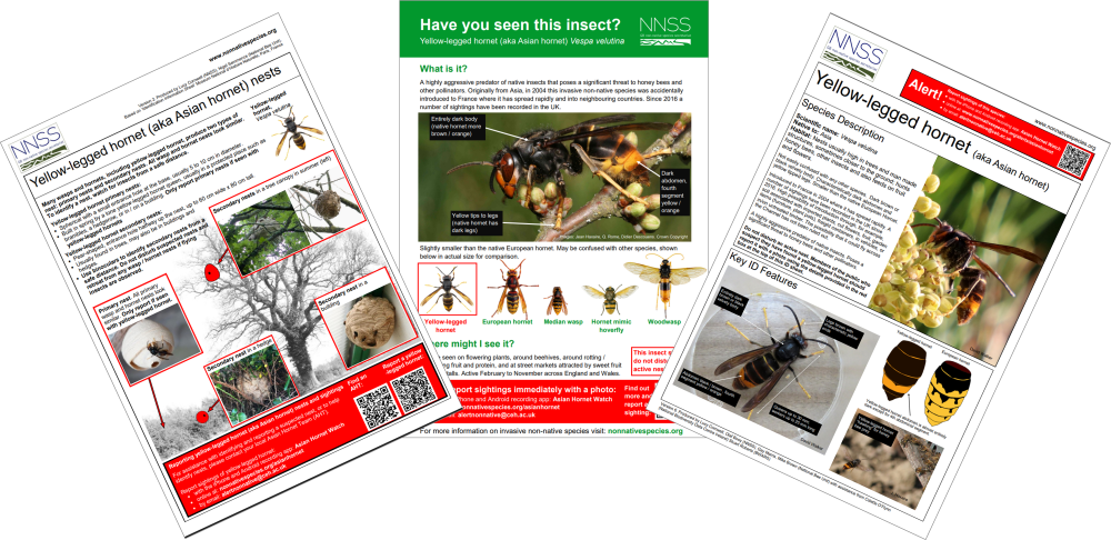 A selection of content about yellow-legged hornet