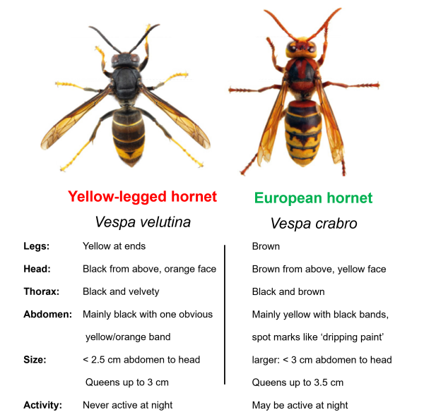 A comparison of an Asian hornet worker and a European hornet worker