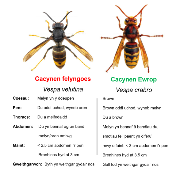 Ar y chwith, mae cacynen fawr gyda phen a thoracs du, abdomen du gyda chylch melyn/oren a choesau melyn. Ar y dde, mae cacynen fawr gyda phen oren, a thoracs oren a du ac abdomen streipiau melyn a du a choesau oren. 