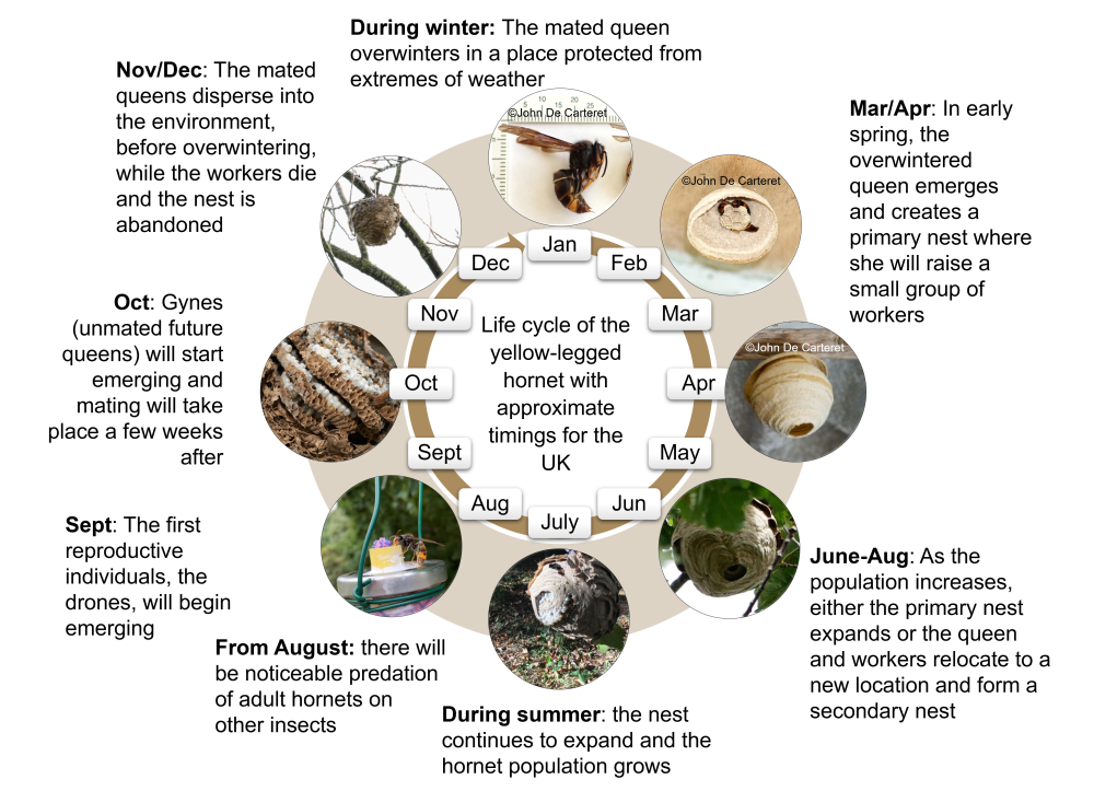 Life cycle of the Asian hornet with approximate timings for the UK