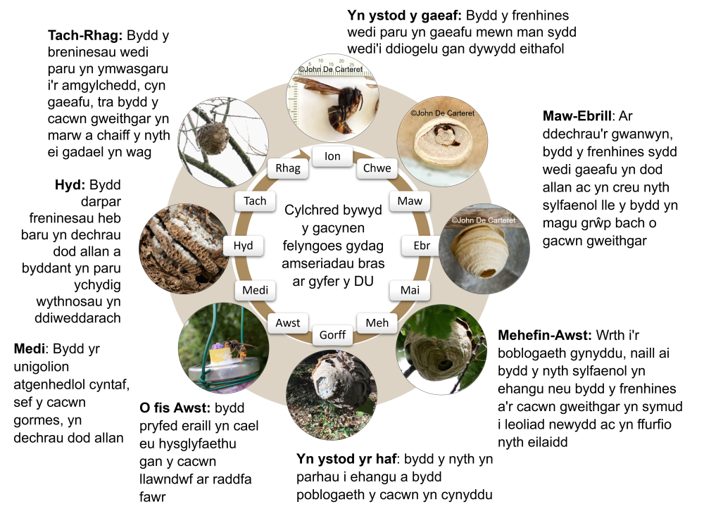 Cylchred bywyd gacynen felygoes (Vespa velutina nigrithorax), gydag amseriadau bras ar gyfer y DU