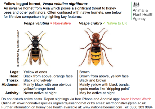 Asian hornet postcard 