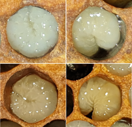Four honey bee larvae ranging from a healthy white one (top, left) to a light yellow one and two darker yellow ones