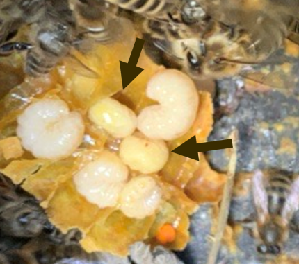 Six honey bee larvae are sitting together; four of them are pearly white and plump, black arrows point to two of them that are yellow