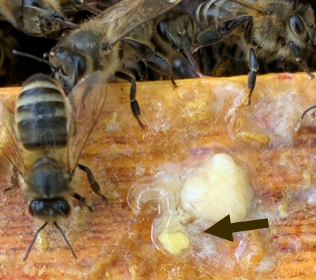A larval gut has been pulled out of a larvae and onto the top bar of the frame. An arrow points to a creamy yellowish mass inside the gut.