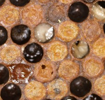 A brood frame shows two open brood cells containing browning, dead honey bee larvae. A nearby cell capping has been nibbled and has holes in it.