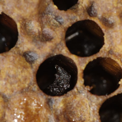 A brood frame shows an open cell containing a dark brown scale