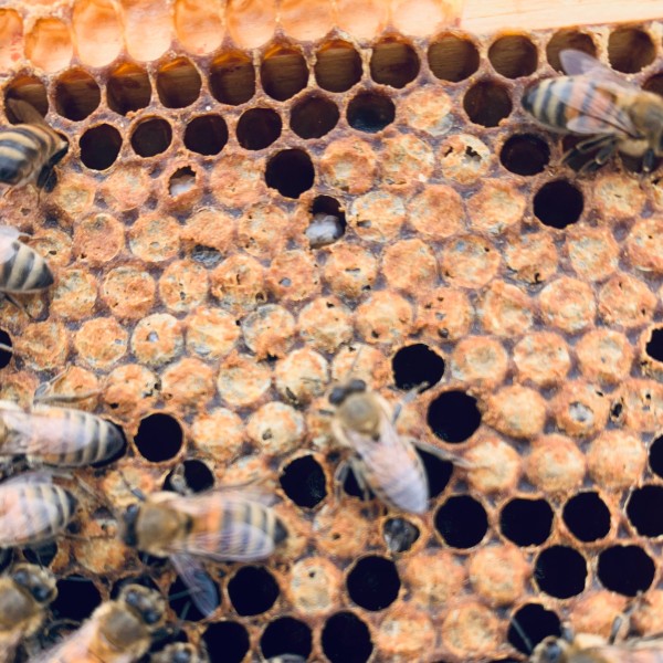 Worker honey bees are on a frame that has nibbled brood cappings
