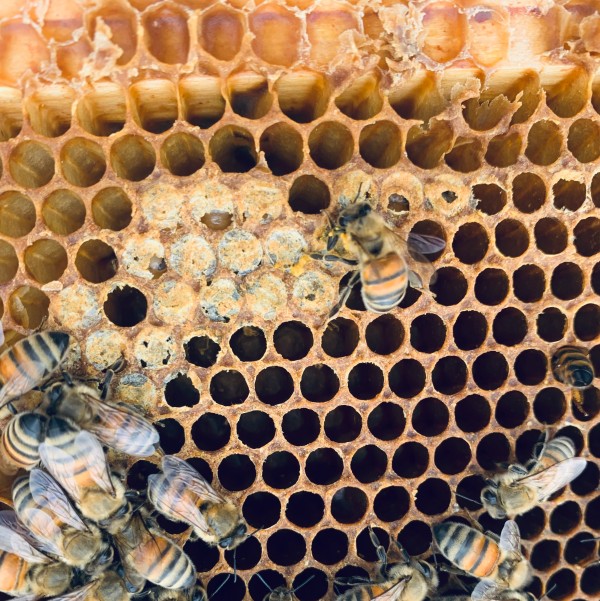 A honey bee is investigating a capped brood cell, the capped cells around her are perforated