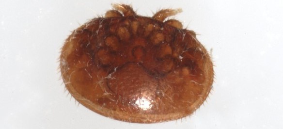 An adult female varroa mite