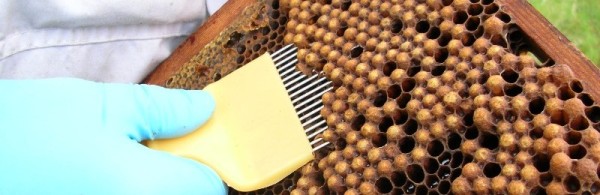 A beekeeper removes some drone brood with an uncapping fork