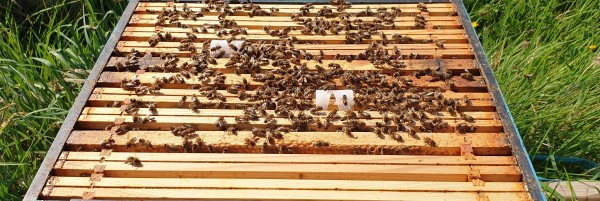 Some varroacide strips have been added between the frames of a hive to treat for varroa